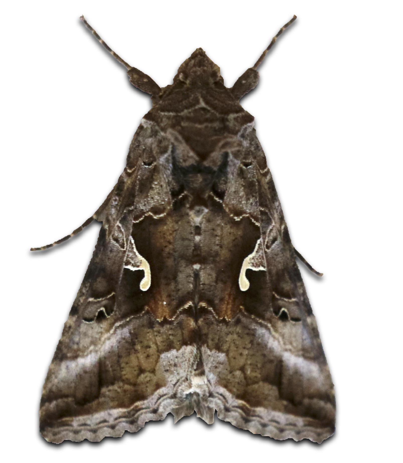  Imagen dorsal de Autographa gamma donde se aprecian las manchas blanquecinas de letra gamma (γ), foto por Francisco Gálvez.