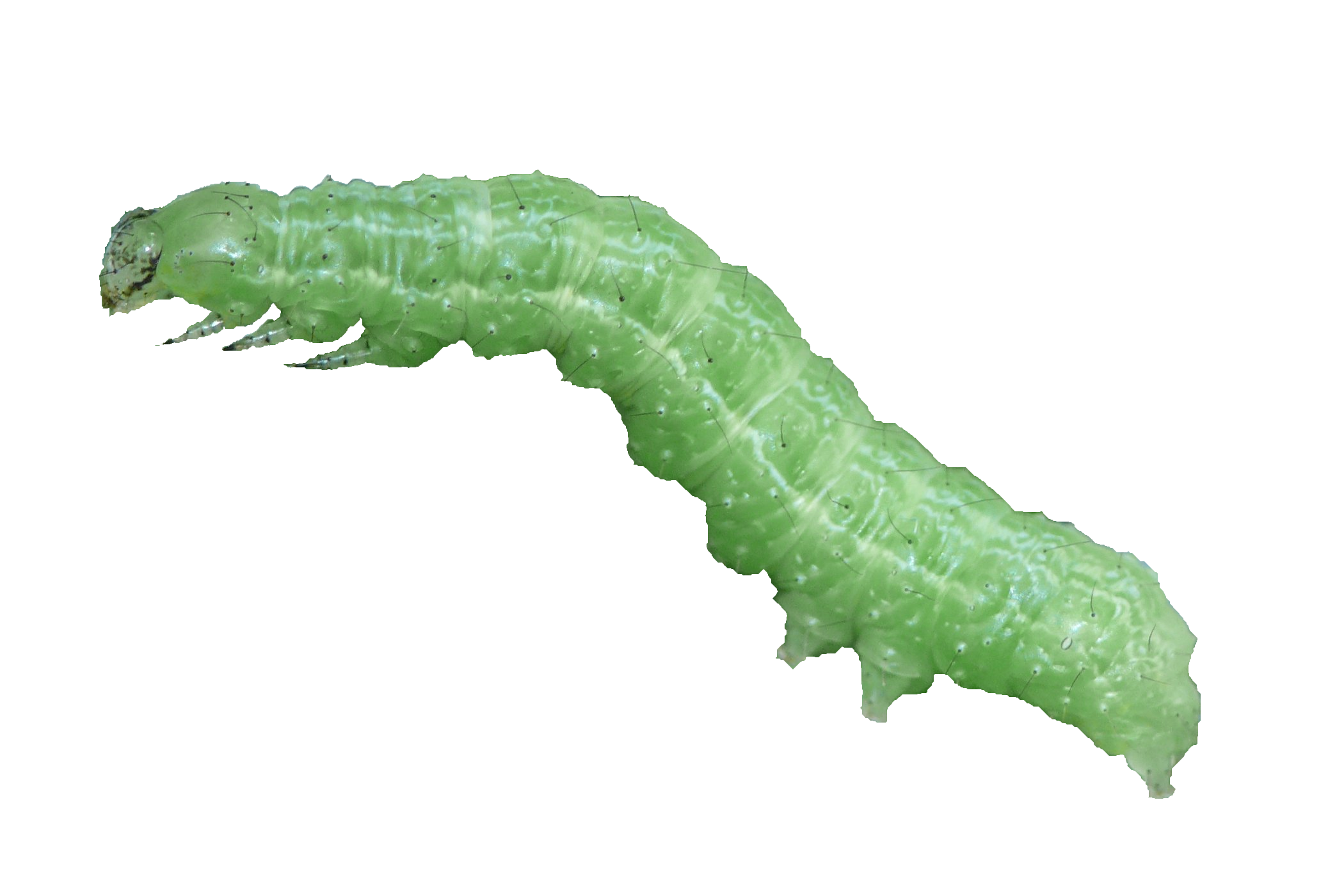Imagen de una larva en sus estadíos iniciales de Autographa gamma, de color verde con pequeñas líneas laterales blanquecinas, realizada por Harald Süpfle.