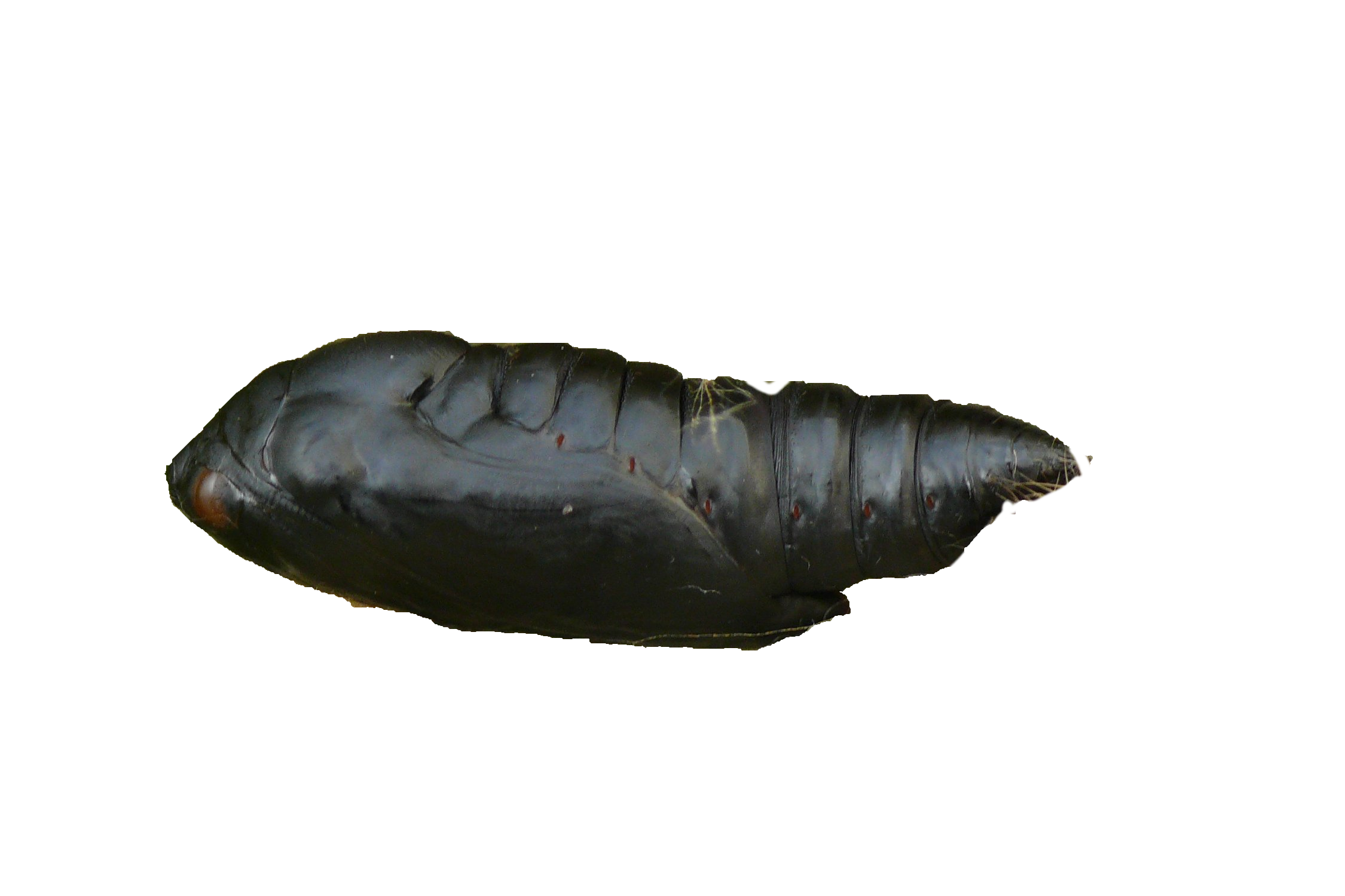 Imagen de una pupa de Autographa gamma, foto realizada por Harald Süpfle.