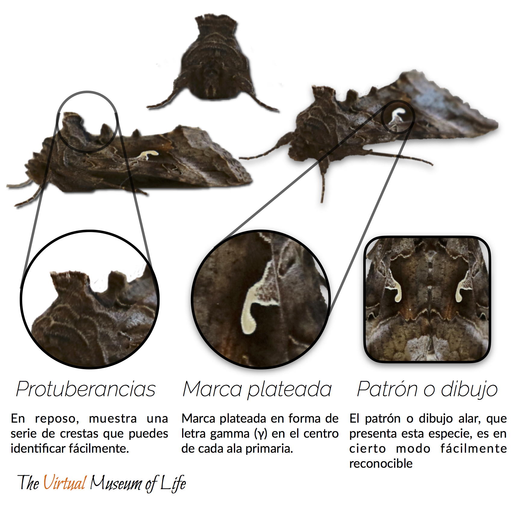 Detalles sobre una mariposa adulta de Autographa gamma para identificar la especie.