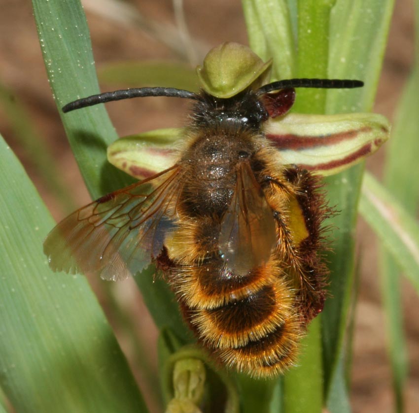 El mimetismo entre O. especulum y  Dasyscolia ciliata es de tipo químico. La orquídea emite unas feromonas similares a las de la hembra que, unido al parecido de su labelo con el abdomen de la hembra, engañan al macho a llevar una polinización cimentada sobre la pseudocópula. Una vez fecundada, la orquídea emite unas feromonas similares a las que emite la hembra tras haberse apareado para que ningún otro abejorro fuerce la arquitectura flora, que ya se encuentra desarrollando los embriones.