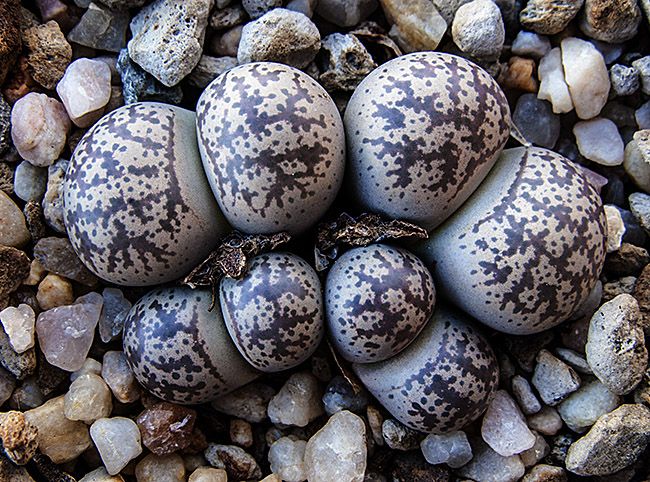 Lithops, un caso de mimetismo bien documentado donde el mimeta imita a las rocas de los terrenos donde habita, lo que le sirve para confundir a los herbívoros durante la estación seca.