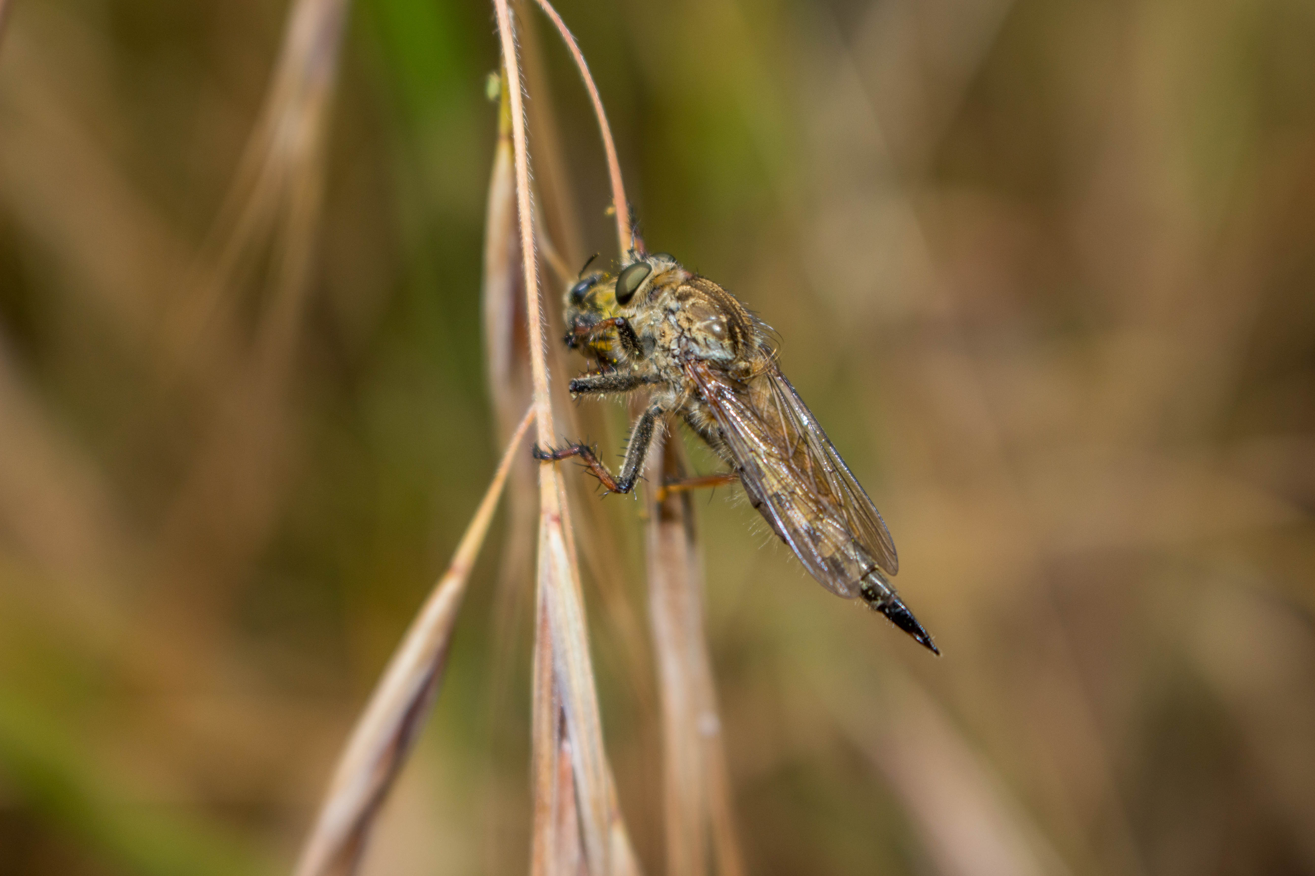 Estos insectos son conocidos como Moscas asesinas y pertenecen a la familia Asilidae.