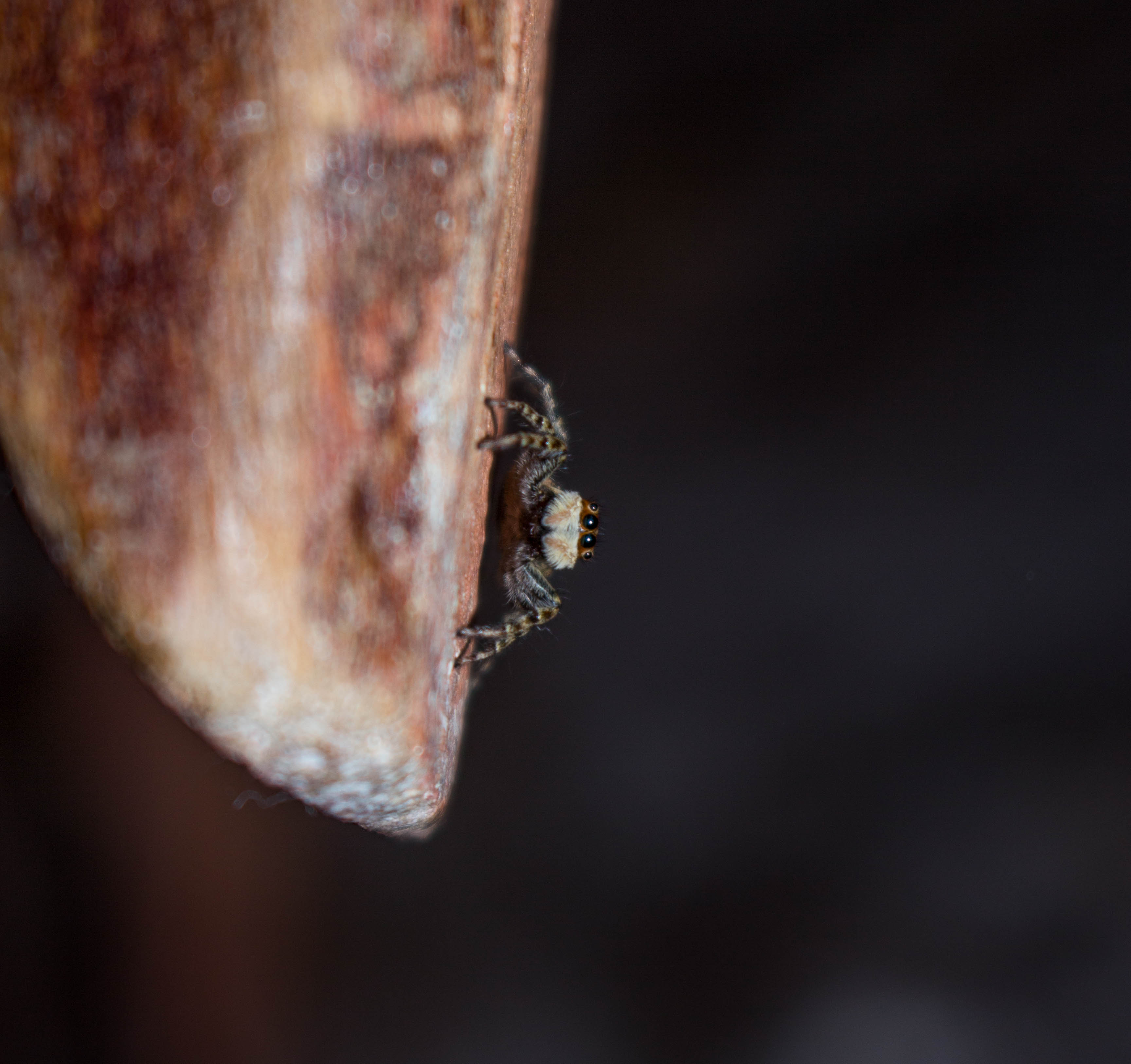 Esta araña pequeña, de la familia de los saltícidos -arañas saltarinas- pertenece al género llamado Neaetha. ¡Un grupo muy fotogénico!