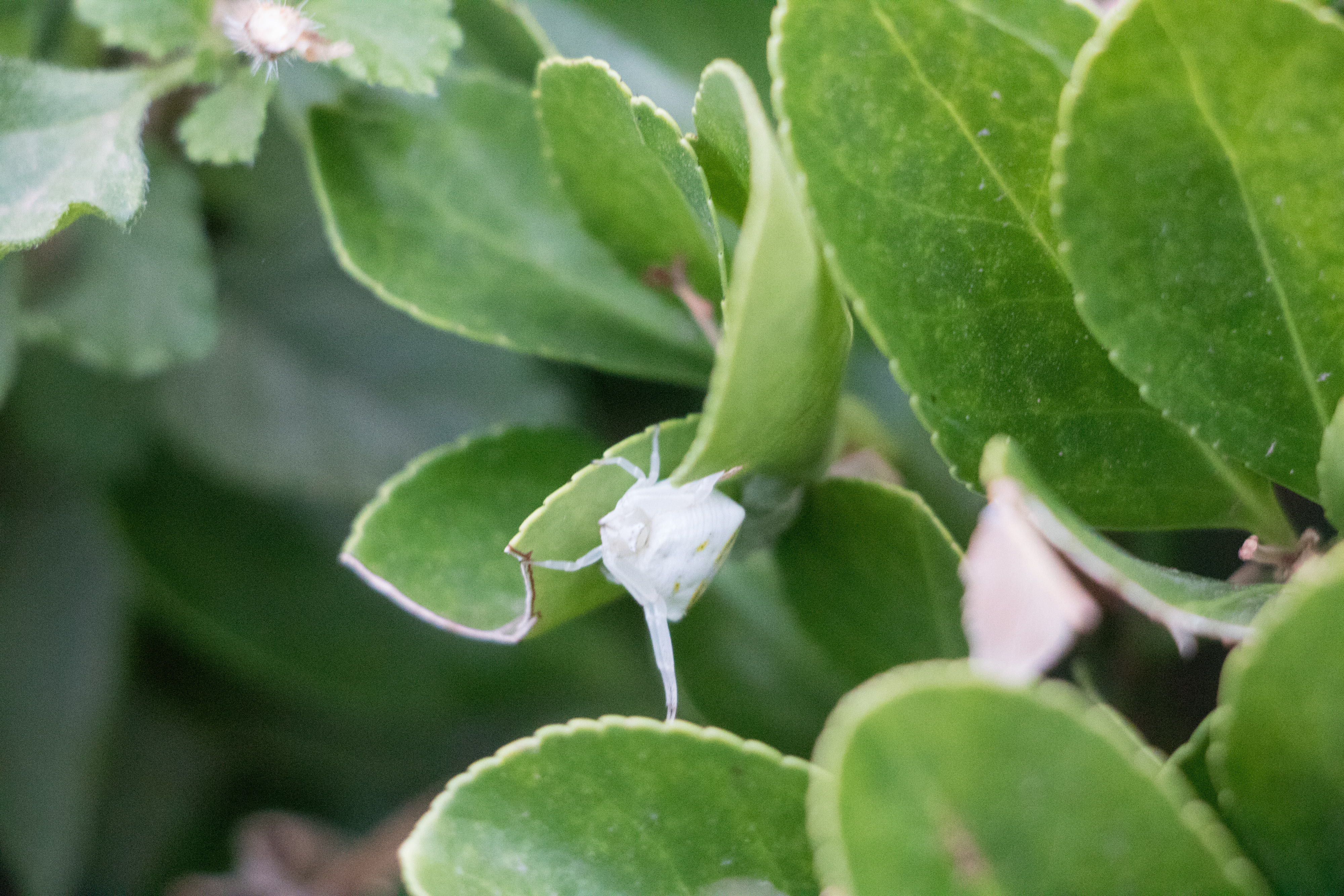 Esta araña es conocida como Araña cangrejo, su nombre científico es Thomisus onustus y en este caso, podemos observar un gran ejemplar. Es conocida como la reina del camuflaje debido a la variedad de colores que puede adquirir para camuflarse según la flor en la que se encuentre.