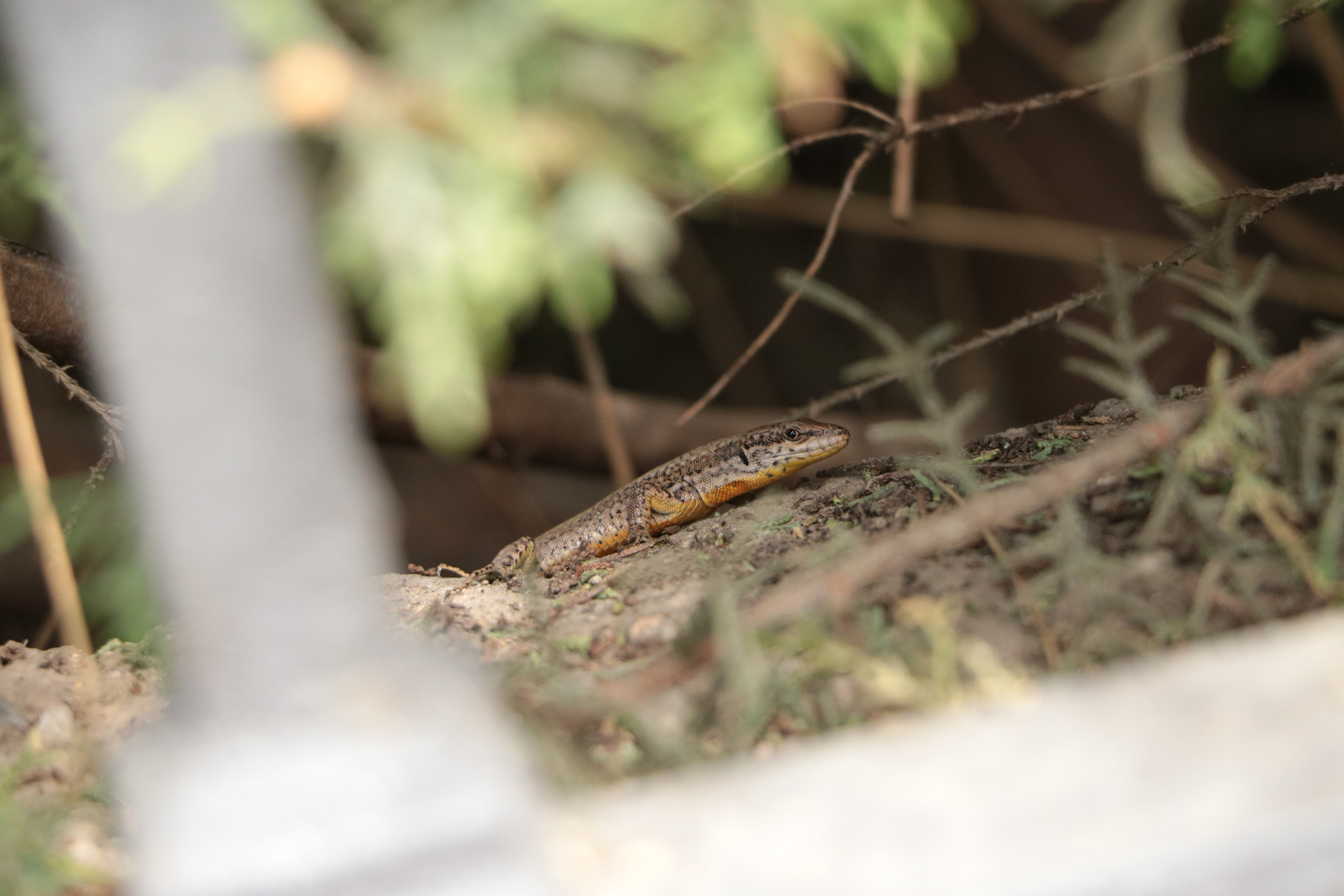 Aquí podemos ver una lagartija hispánica común por las calles y avenidas de Sevilla, se trata de Podarcis hispanicus.