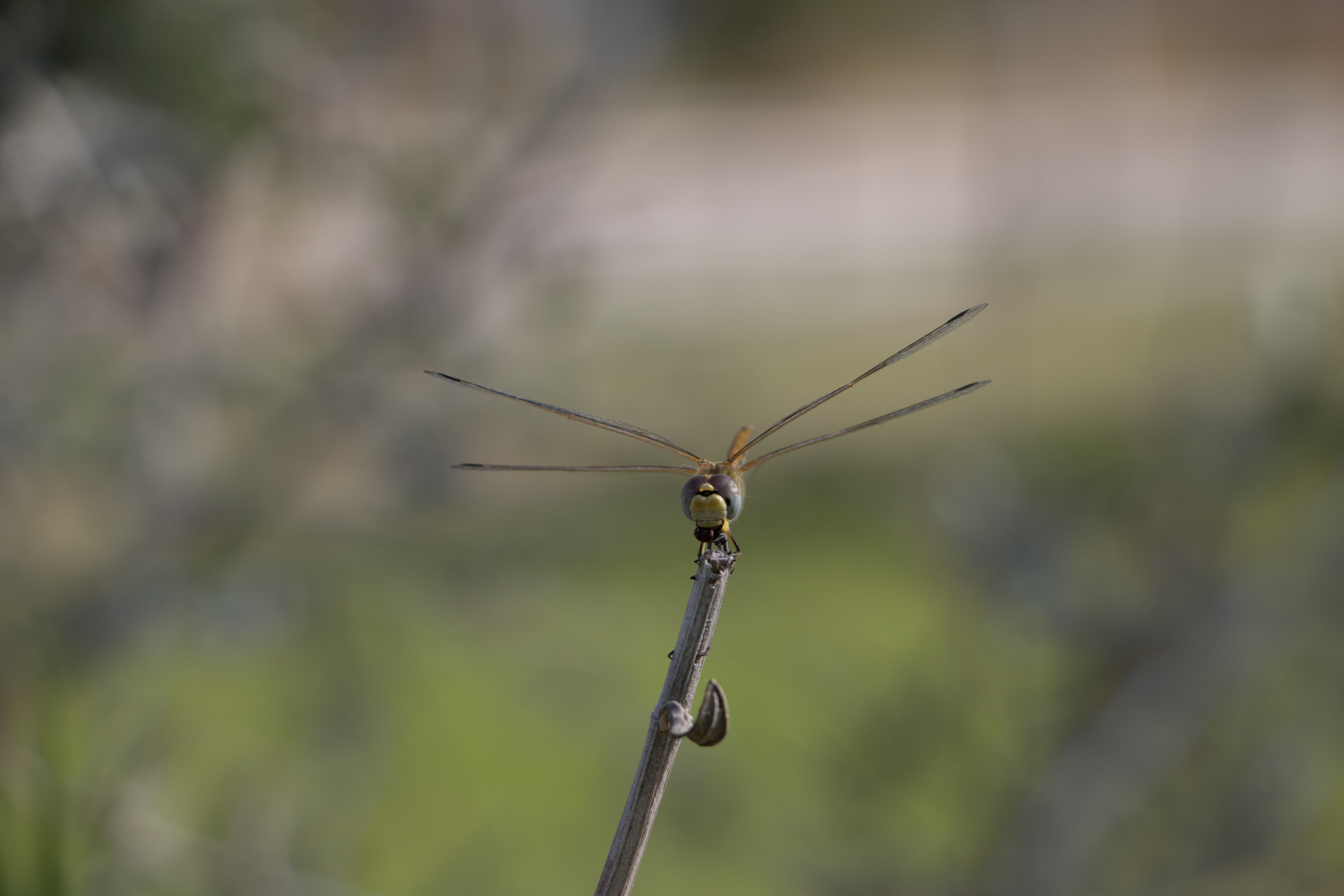Una libélula típica de ver por Sevilla, seguro que cerca debe haber una masa de agua, en esta ocasión podemos ver un macho inmaduro de Sympetrum fonscolombii que conforme madure virará a un color rojizo.