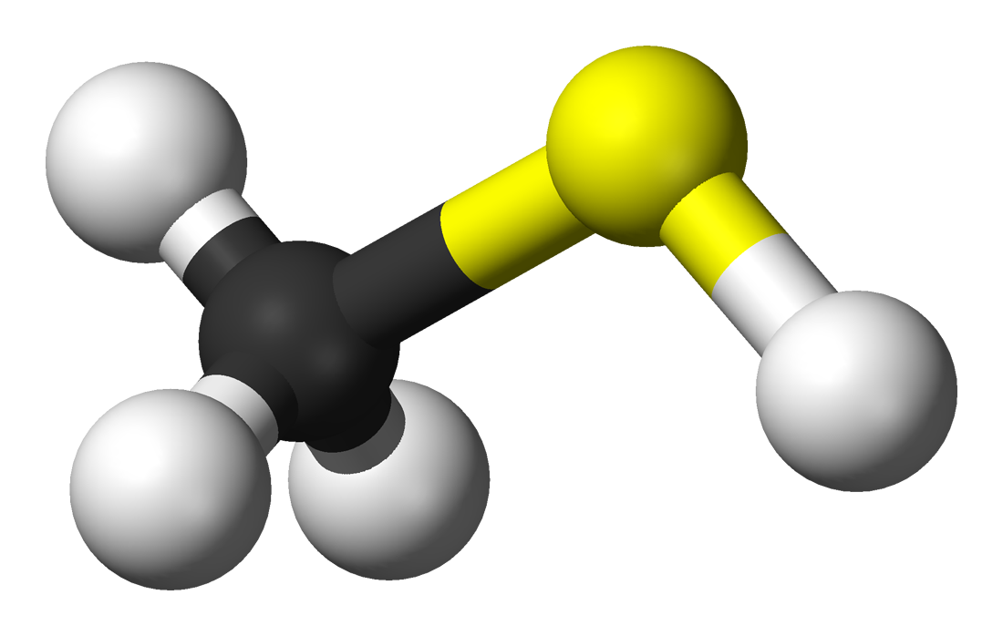 Estructura química del metilmercaptano o metanotiol. El metilmercaptano o metanotiol es considerado un tiol de acidez débil. Este compuesto volátil se produce de forma natural por la descomposición de las proteínas que llevan a cabo diferentes microorganismos