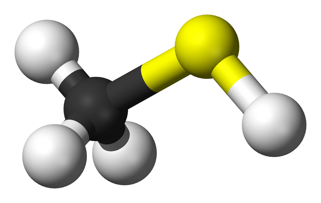 Estructura química del metilmercaptano o metanotiol. El metilmercaptano o metanotiol es considerado un tiol de acidez débil. Este compuesto volátil se produce de forma natural por la descomposición de las proteínas que llevan a cabo diferentes microorganismos Estructura química del metilmercaptano o metanotiol. El metilmercaptano o metanotiol es considerado un tiol de acidez débil. Este compuesto volátil se produce de forma natural por la descomposición de las proteínas que llevan a cabo diferentes microorganismos