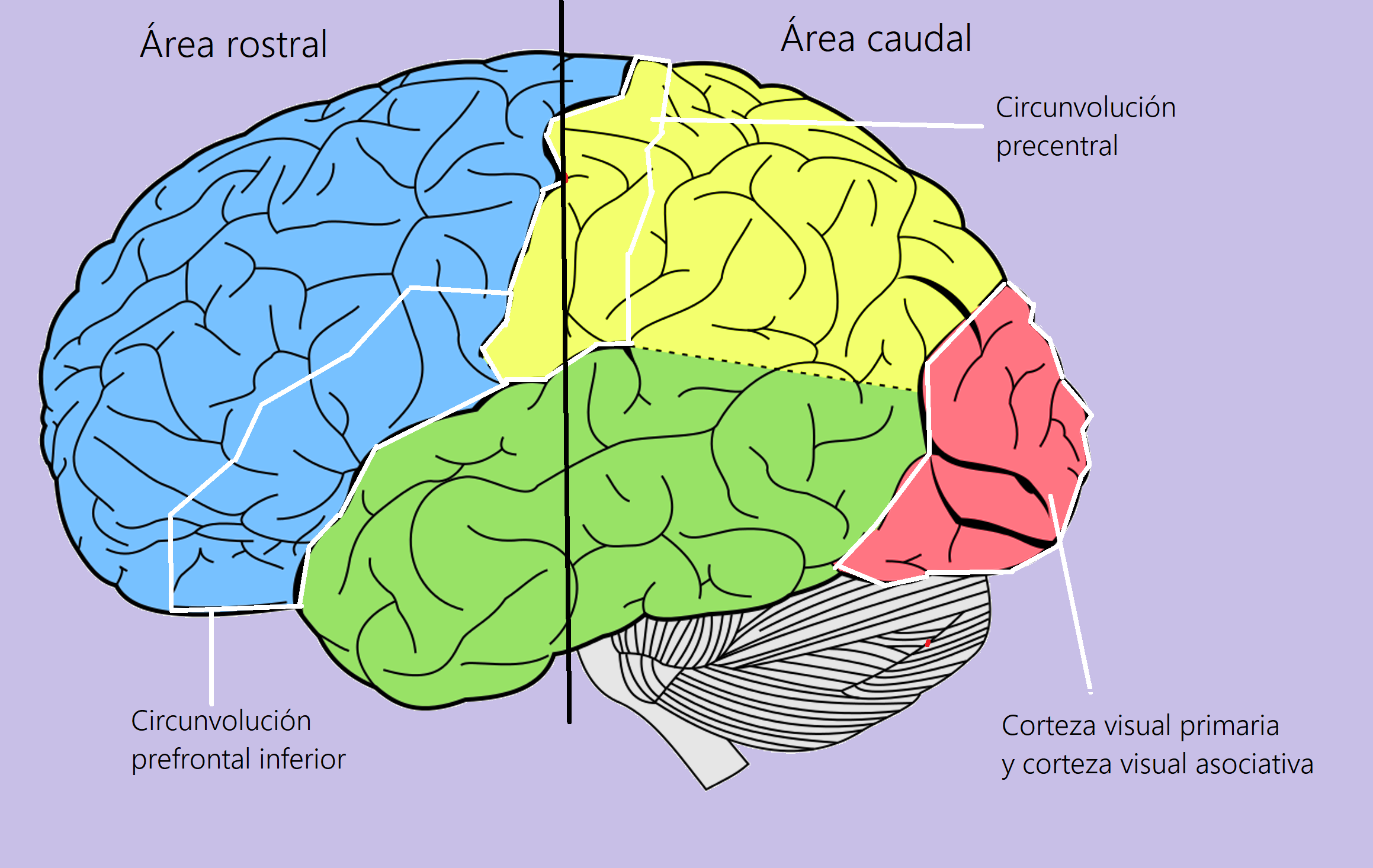 Modelo cerebral de las zonas donde encontramos neuronas espejo.