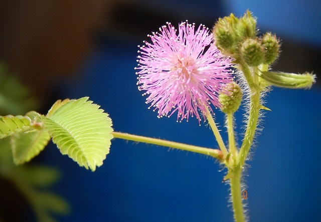 Mimosa pudica.