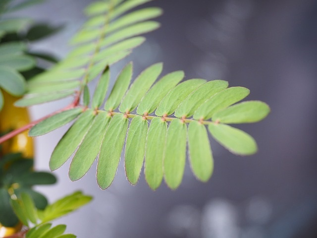 Hoja de Mimosa pudica.