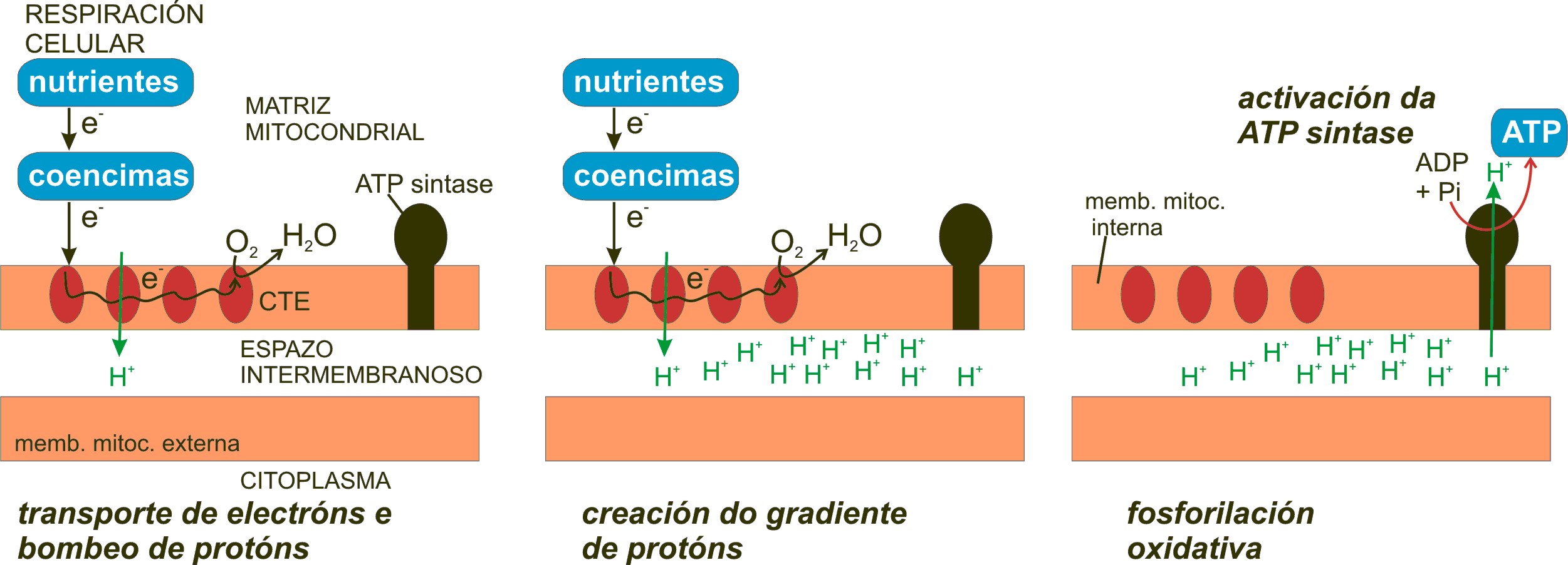 Fosforilación oxidativa en la mitocondria.