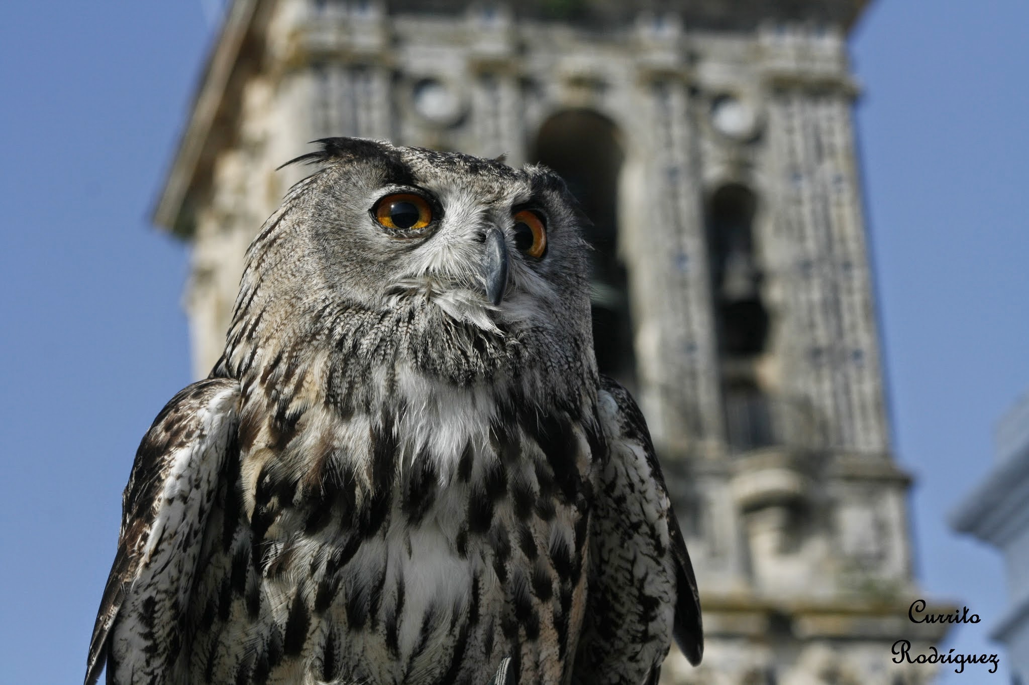 Bubo bubo: Este búho se caracteriza por sus dos mechones de plumas a los lados de la cabeza, y una línea en forma de V entre los ojos.