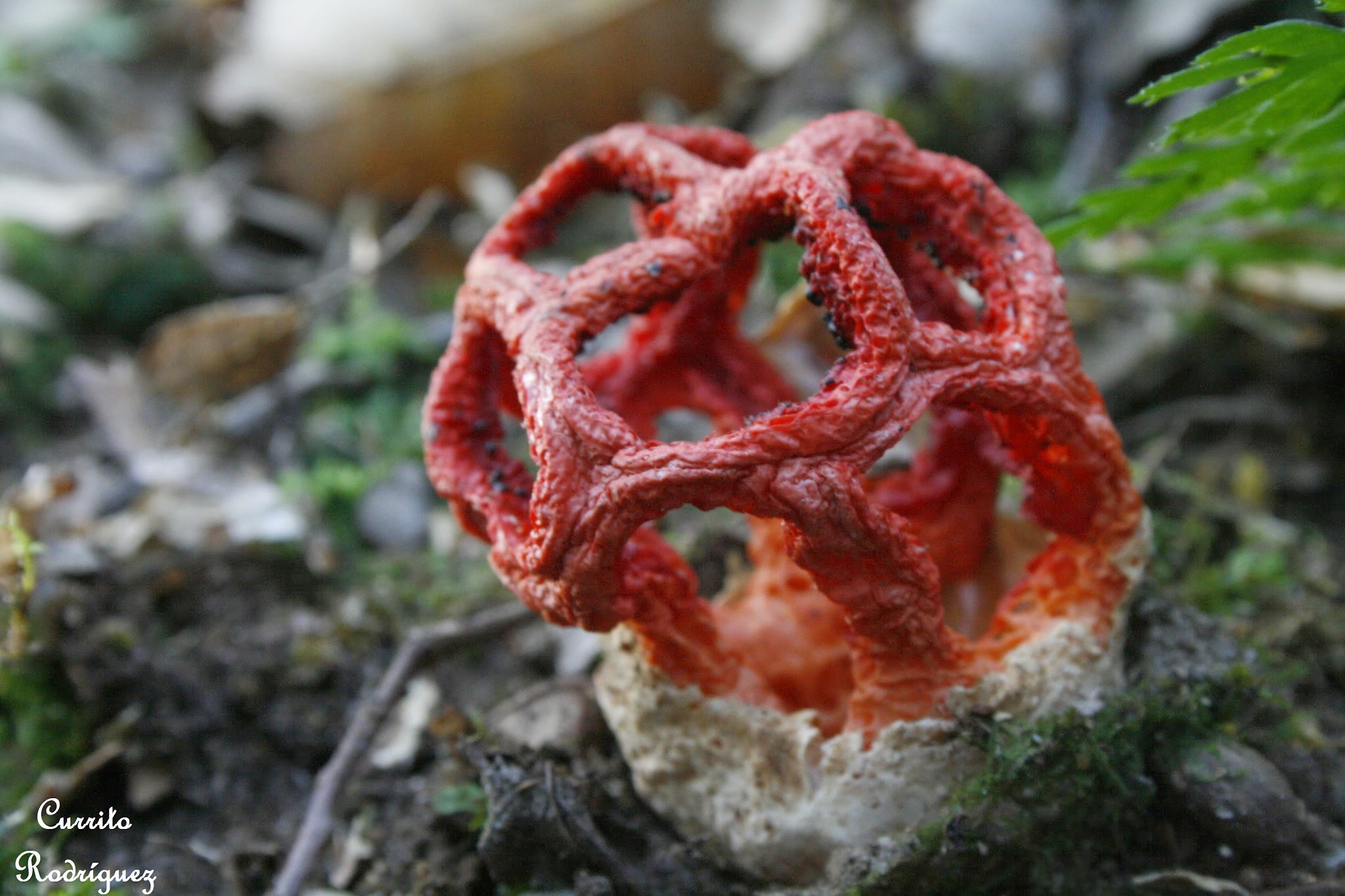 Clathrus ruber: Es una seta (parte fructífera del hongo) que destaca por su fuerte olor a carne en putrefacción. Este fenómeno le permite atraer a las moscas que le ayudan a la dispersión de su esporada.