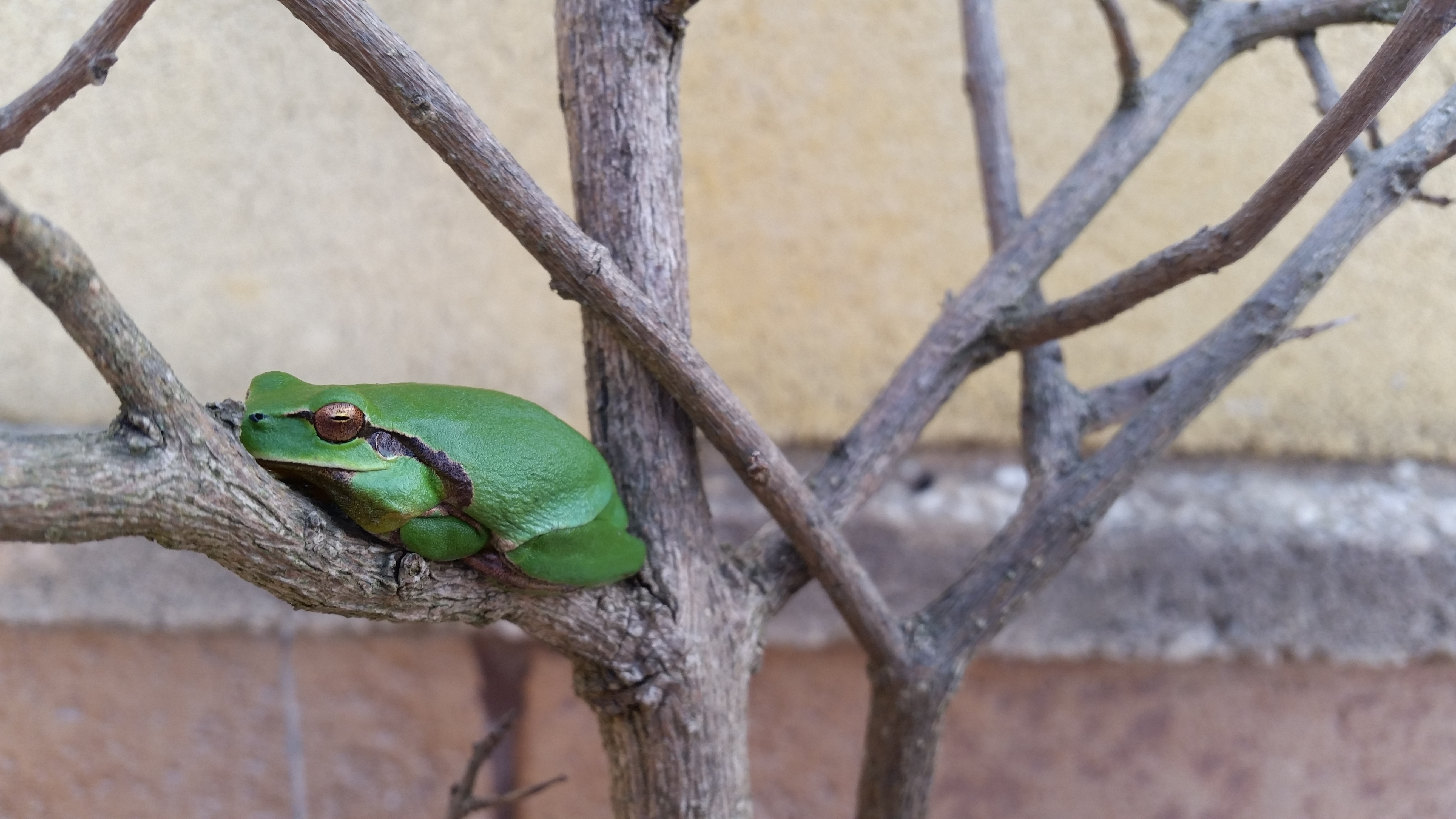 Hyla meridionalis: Se suele confundir frecuentemente con la ranita de San Antonio (Hyla arborea). Posee patas con ventosas en la punta de los dedos que le dan la capacidad de trepar con facilidad por la vegetación, por lo que se considera una rana arborícola; igual que su hermana H. arborea.