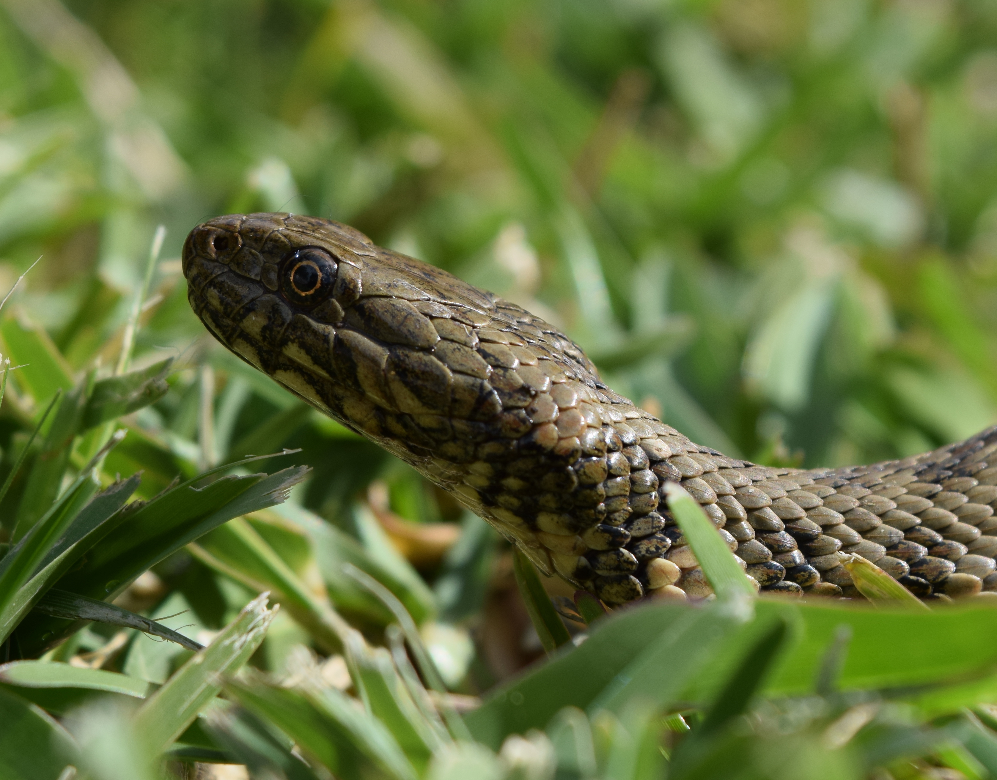 Natrix maura: Conocida como culebra de agua o viperina gracias a su capacidad de nado y su sistema de defensa particular, que consiste en aplanar su cabeza para asemejarse a una víbora. Se distribuye en la zona occidental del mediterráneo.