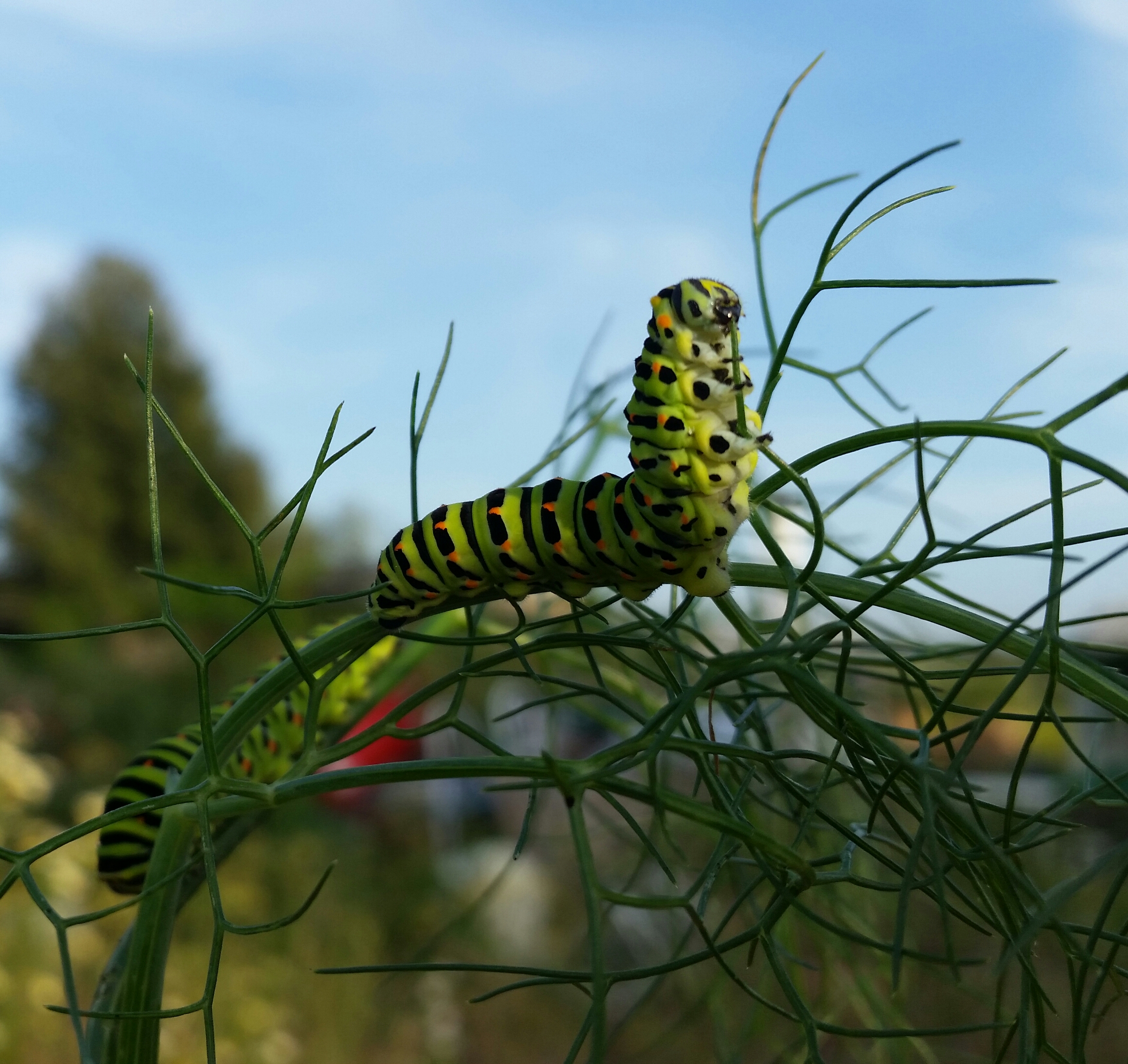 Oruga de Papilio machaon. La macaón es una de las especies diurnas de Europa más vistosas y más fáciles de identificar en la Península Ibérica. Detrás de su cabeza posee un órgano de defensa, llamado osmeterio, que libera  ácido butírico para disuadir a las aves insectívoras.