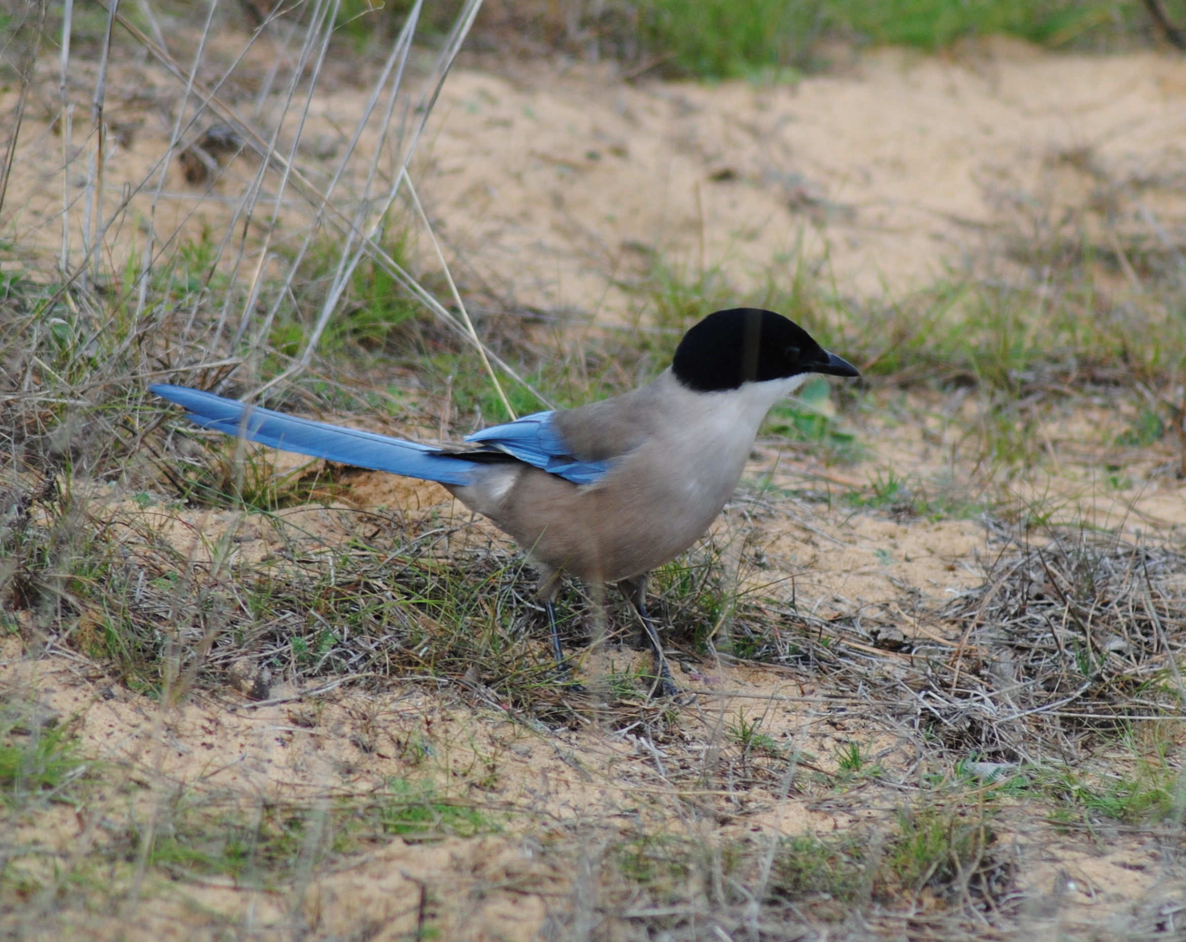 Cyanopica cyanus: Con una población en estado de crecimiento, este rabilargo tiene una distribución muy extensa, de España hasta China. Se reconoce por sus plumas azuladas en la cola.