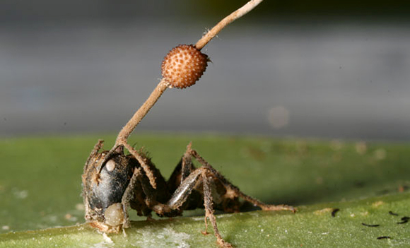 Camponotus leonardi infectada por Ophiocordyceps. Tomada por: David P. Hughes