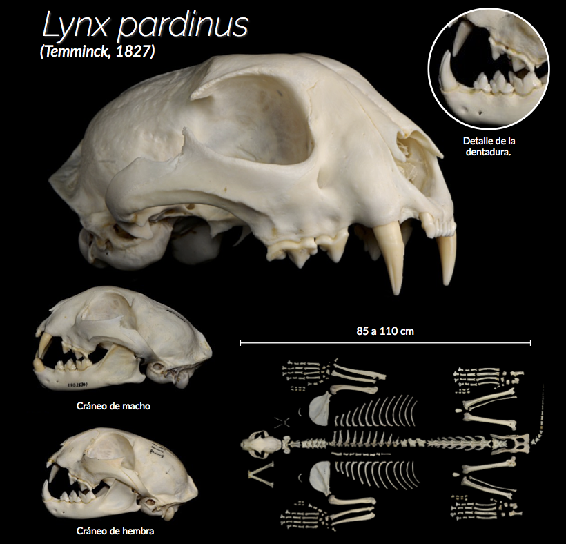 Sup. Imagen del cráneo de un Lince ibérico, con detalle de su dentadura superior e inferior. Izq. Cráneos de hembra y macho de Lince ibérico. Dcha. Esqueleto completo de Lince ibérico.