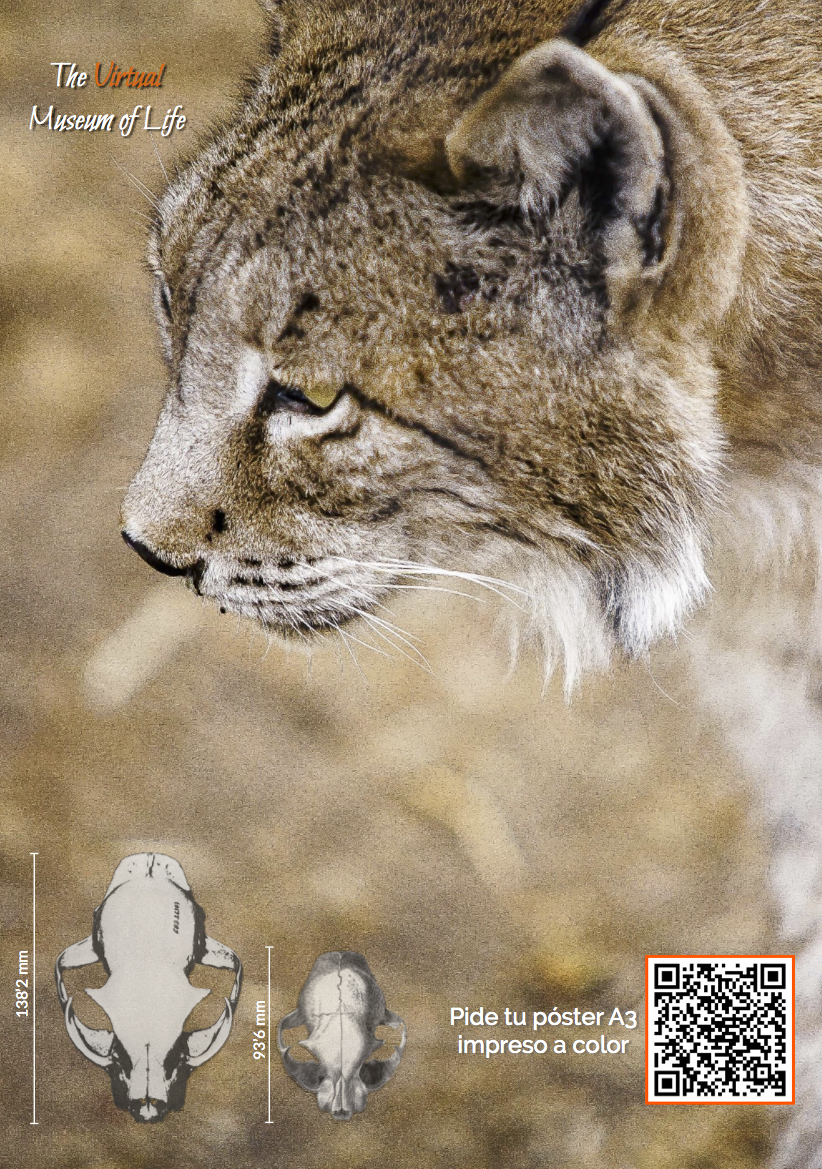 Imagen de Lince ibérico en su hábitat natural. Inf. Comparación de cráneos de lince y gato a escala.