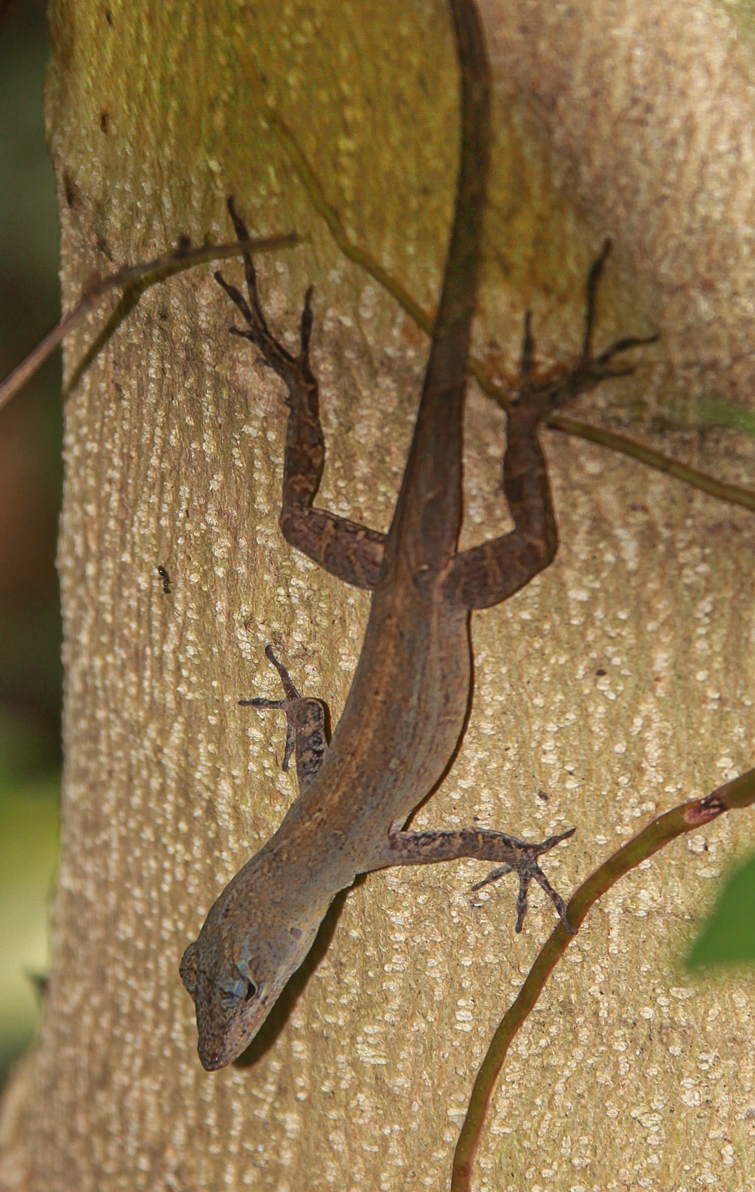 Adulto macho del anolis café (Anolis sagrei)