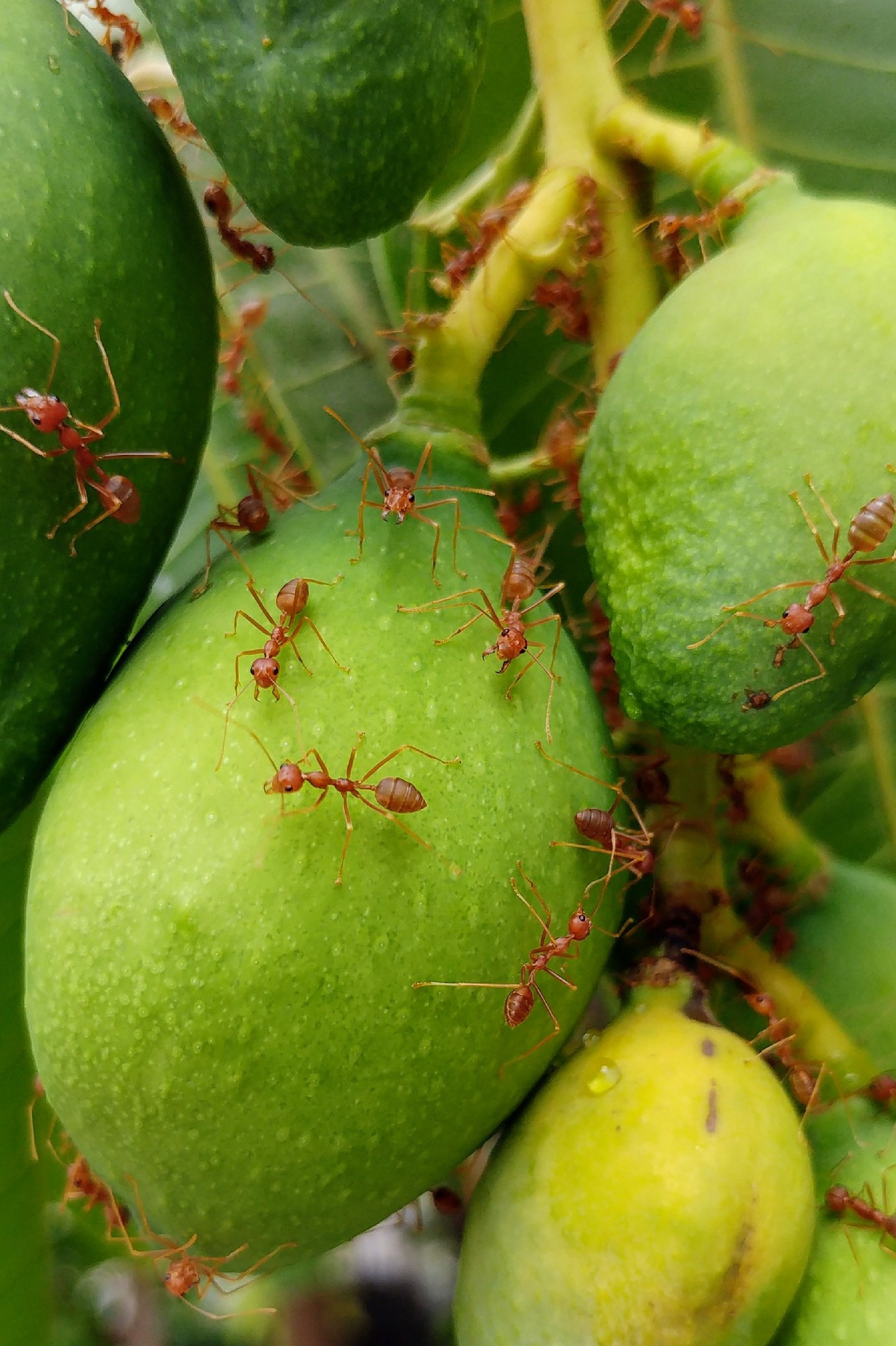 Un grupo de hormigas S. invicta buscando alimento sobre los frutos de un árbol.