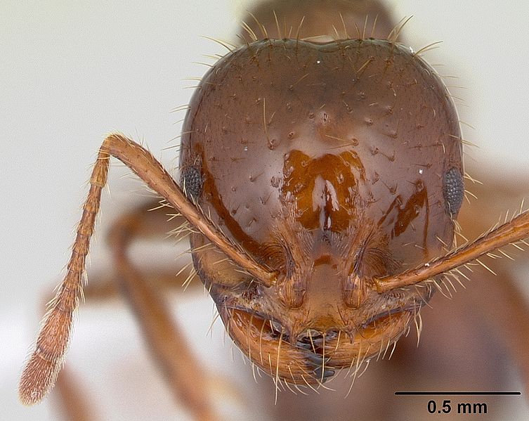 Cabeza de S. invicta. Se puede apreciar la densidad de pelos sensitivos, conocidos como sensilas, así como unos ojos compuestos a ambos lados de la cabeza. Las moscas del género Pseudacteon, parasitoides de estas hormigas, se desarrollan en esta parte de la hormiga.