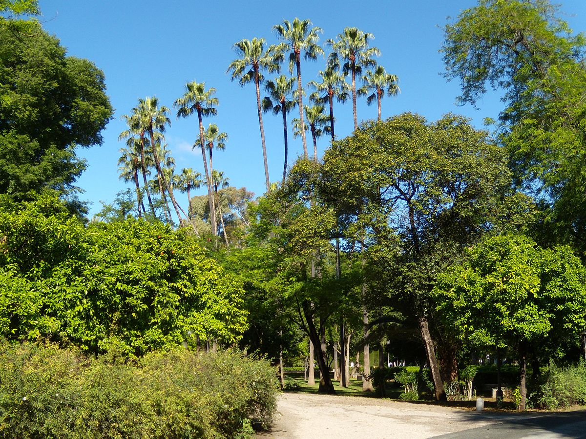 Podemos ver el Parque de María Luisa, en Sevilla. Este es el lugar principal en él que las cotorras se distribuyen.