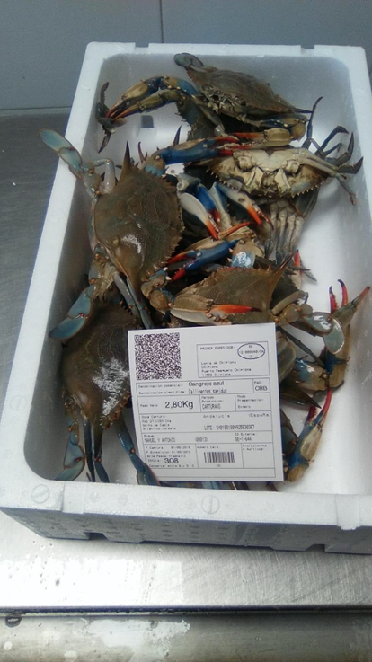 Ejemplares de C. sapidus de la lonja del Puerto de Chipiona. Foto de Enrique González-Ortegón