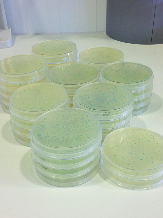 L. monocytogenes cultivada en medio CHROMagar. Las colonias típicas crecen en este medio de cultivo de color azul y diámetro inferior a 3 mm, de contorno regular y halo blanco.
