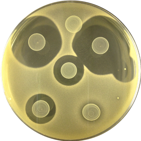 Antagonismo producido por distintos cultivos de bacterias lácticas depositados sobre un agar sembrado con Listeria monocytogenes. Los cultivos rodeados de un halo de inhibición se corresponden con bacterias productoras de bacteriocinas (péptidos antimicrobianos) con efecto anti listeria. 