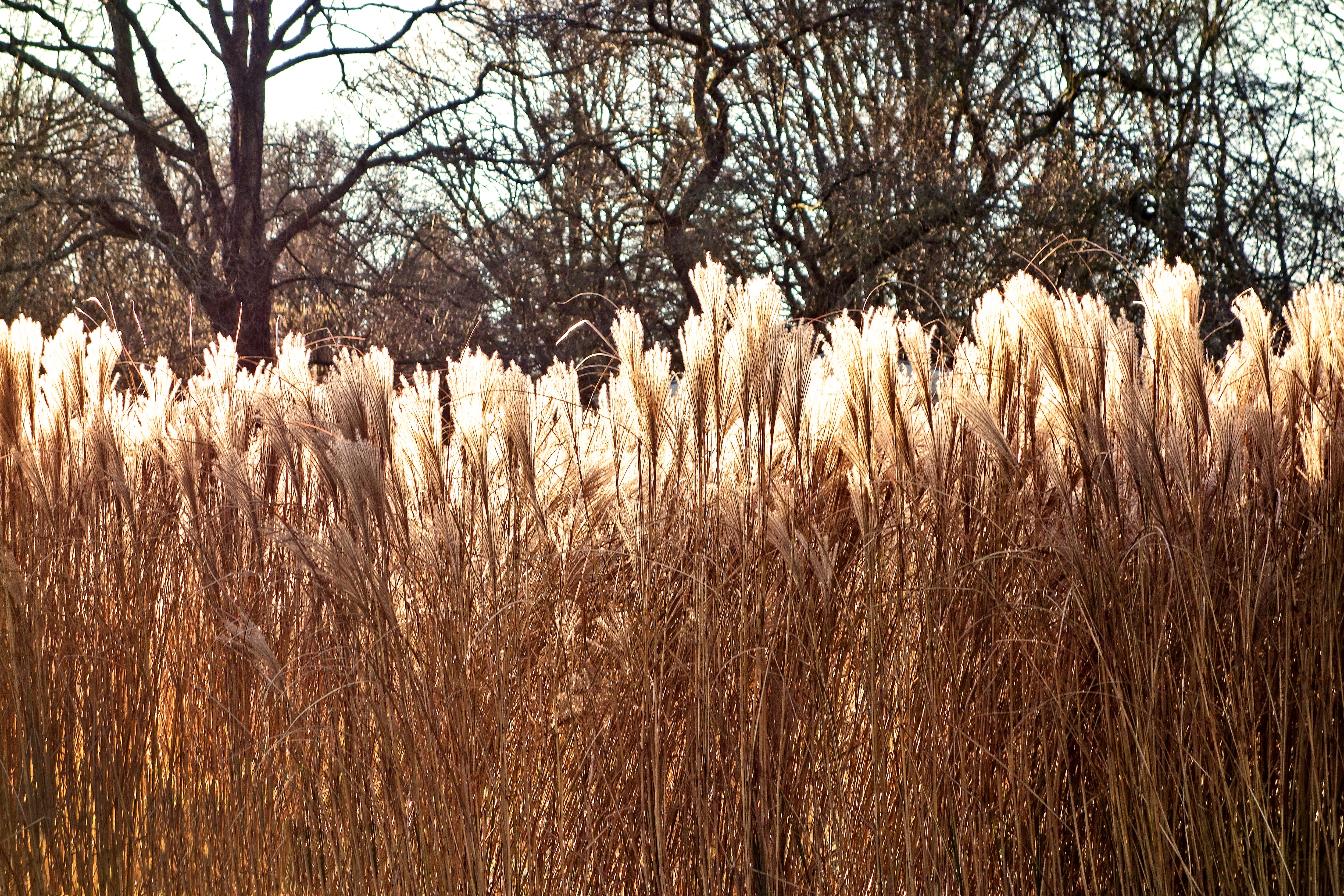 La hierba de la Pampa (Cortaderia selloana) es una de las plantas invasoras más comunes en nuestro país, pudiendo encontrarse en todo tipo de lugares. Abunda especialmente en las cunetas de carretera y bordes de caminos, donde la vegetación está totalmente degradada. 