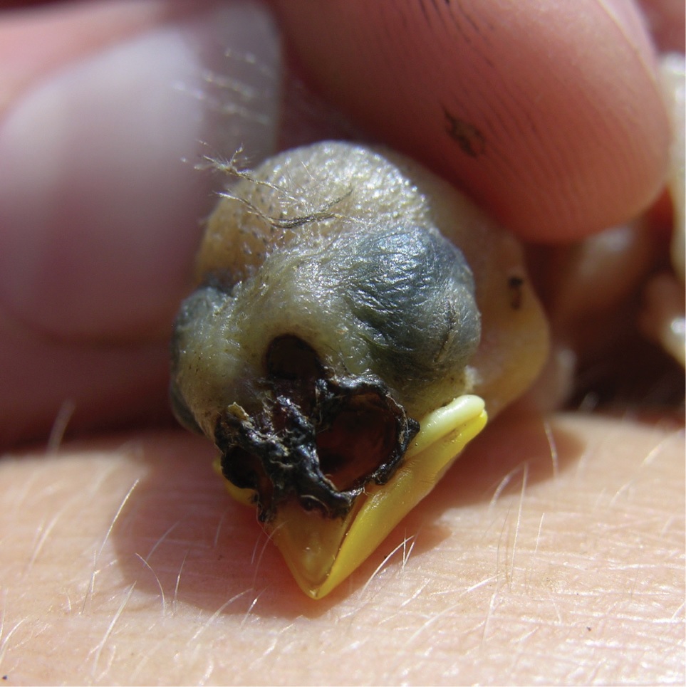 Pollo de pinzón picomediano (Geospiza fortis) con deformaciones en sus fosas nasales debido al parasitismo de larvas de Philornis downsi. Fotografía de Sarah Huber). Fuente: Sabrina M. McNew y Dale H. Clayton (2018).
