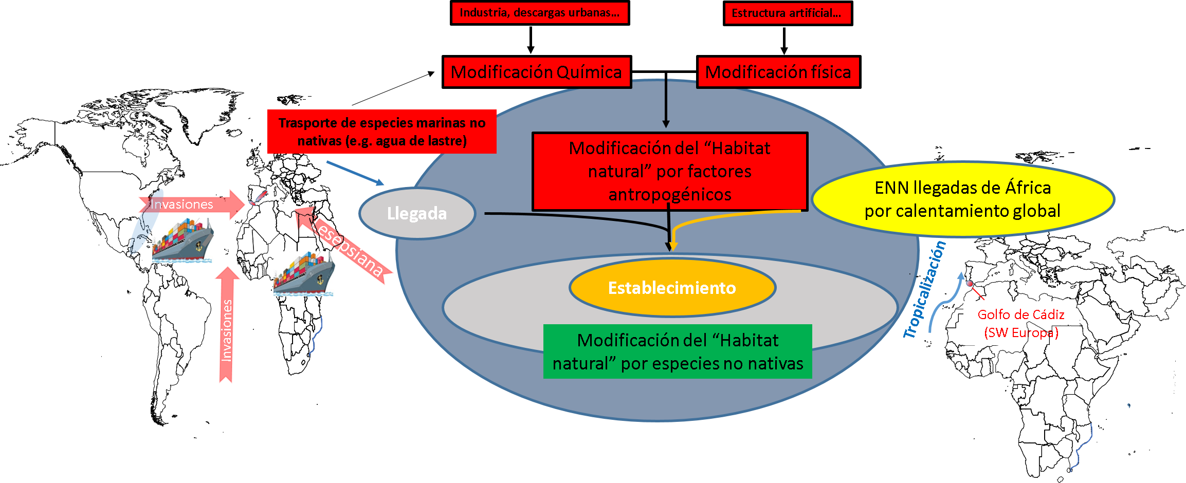 Las modificaciones del hábitat por factores antropogénicos (nuevas estructuras artificiales o modificación de la composición química de las aguas por contaminación) aumentarían las posibilidades de establecimiento de ENN. La llegada de ENN desde África puede darse por tropicalización o desde zonas más alejadas por barcos. Una vez que las ENN se establecen, algunas de ellas, modifican el hábitat y aumentan la probabilidad de que otras ENN se establezcan.