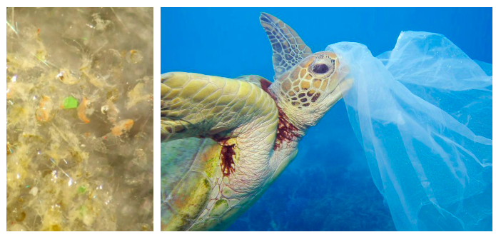 Plásticos en una muestra de zooplancton colectada en el golfo de Cádiz en frente de la desembocadura del río Guadalquivir. Una tortuga marina comiendo plástico (imagen de World Wild Life)