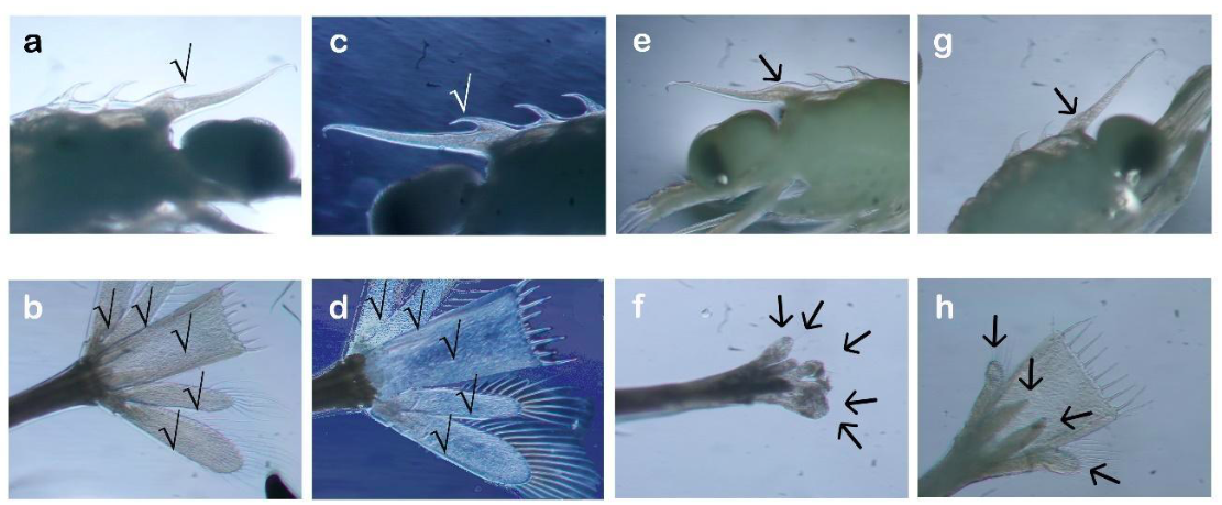 Larvas de Palaemon serratus con morfología normal sin efecto de los fármacos versus anormalidades morfológicas en el rostro y telson bajo la exposición de clotrimazol a dosis altas. Tratamiento control con acceso no restringido al alimento (a: rostro; b: telson) y acceso limitado a la presa (c: rostro; d: telson). Tratamiento con clotrimazol y con acceso no restringido al alimento (e: rostro; f: telson) y acceso limitado al alimento (g: rostro; h: telson). La marca de verificación (✔) representa un desarrollo morfológico normal en el rostro (a, c: 3 espinas dorsales) y en el telson y urópodos (b, d); Las flechas representan un desarrollo morfológico lento en el rostro (e, f: espinas dorsales) y una anomalía morfológica en el telson y los urópodos (g, h).