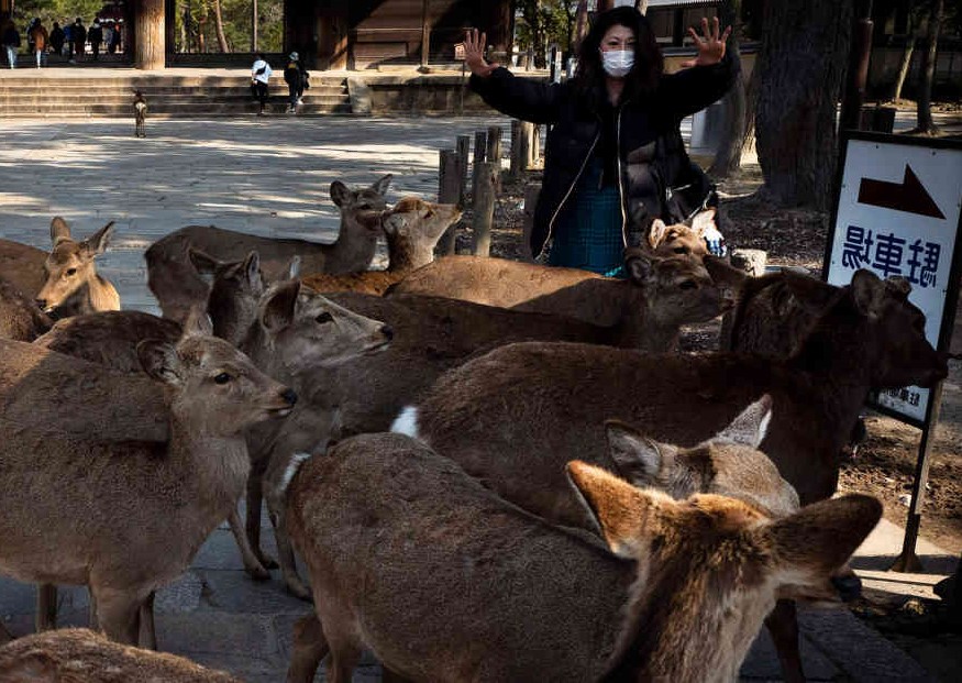 Ciervos Nara en Japón. Foto modificada de Jae C. Hong/AP.