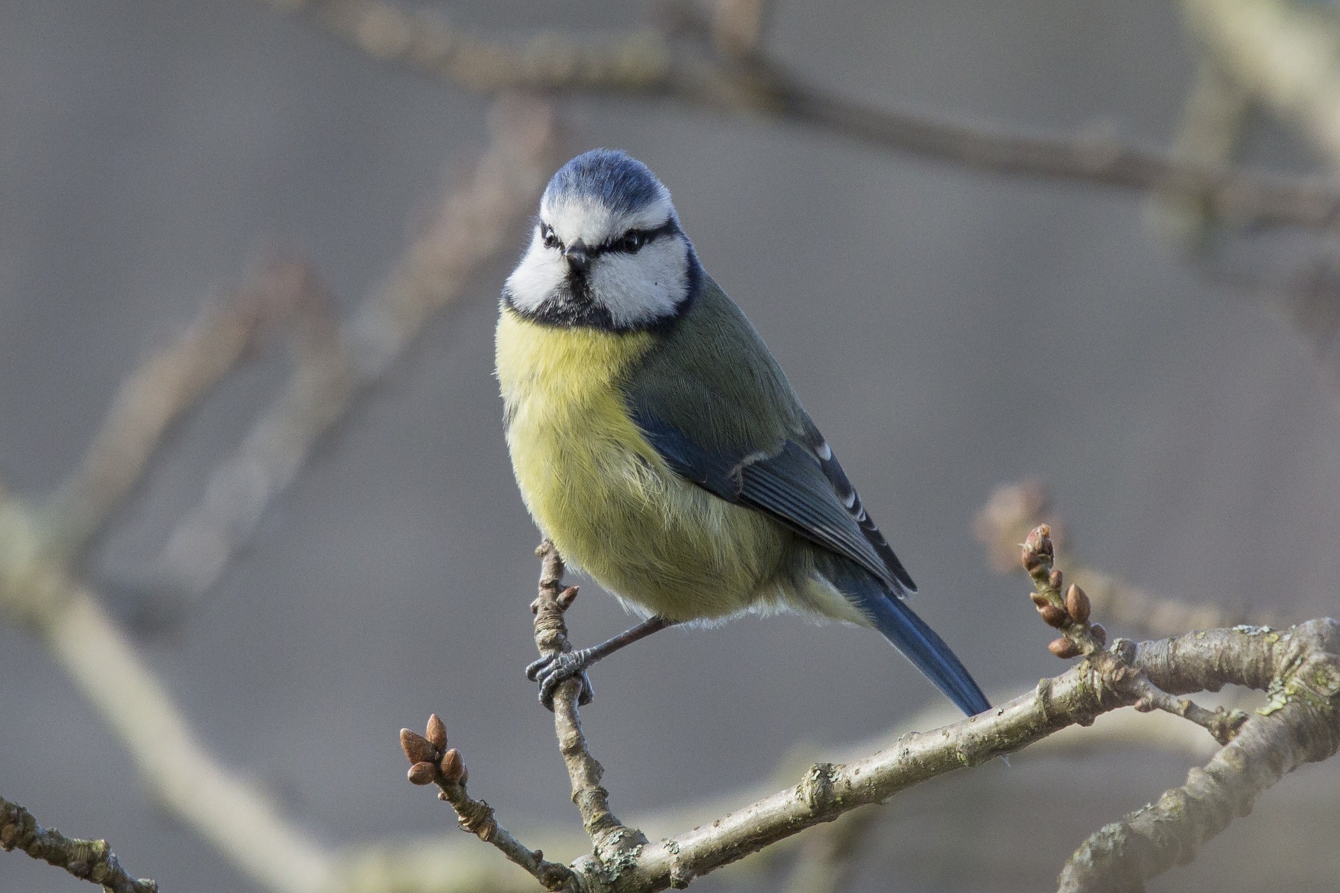 Fotografía de un herrerillo común (Cyanistes caeruleus), una de las especies donde se ha estudiado el papel de los metales pesados sobre el sistema antioxidante. Fuente: George Hodan, CC0 Public Domain.