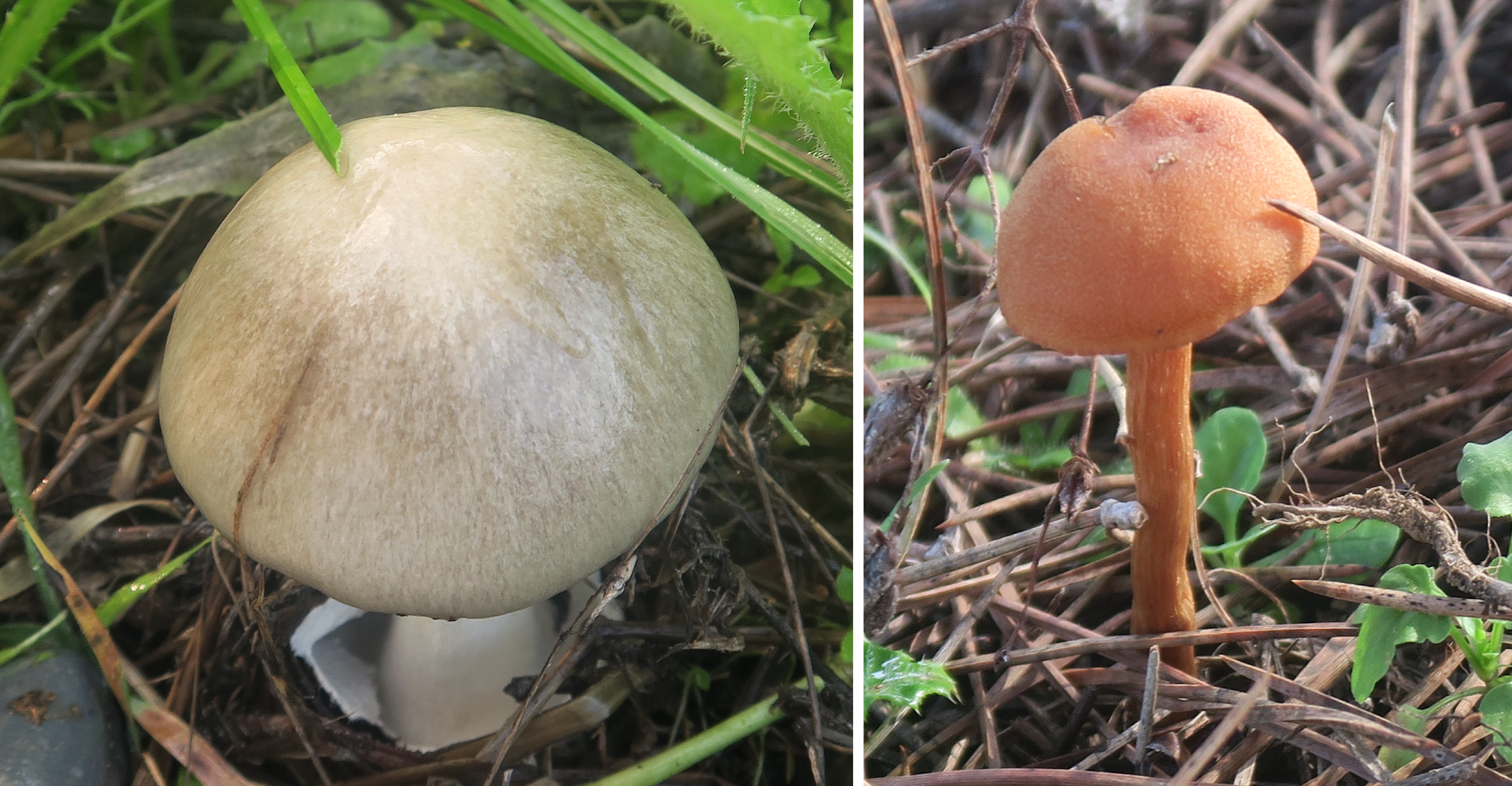 A la izquierda seta de la especie Volvopluteus gloiocephalus y a la derecha seta de la especie Laccaria laccata.