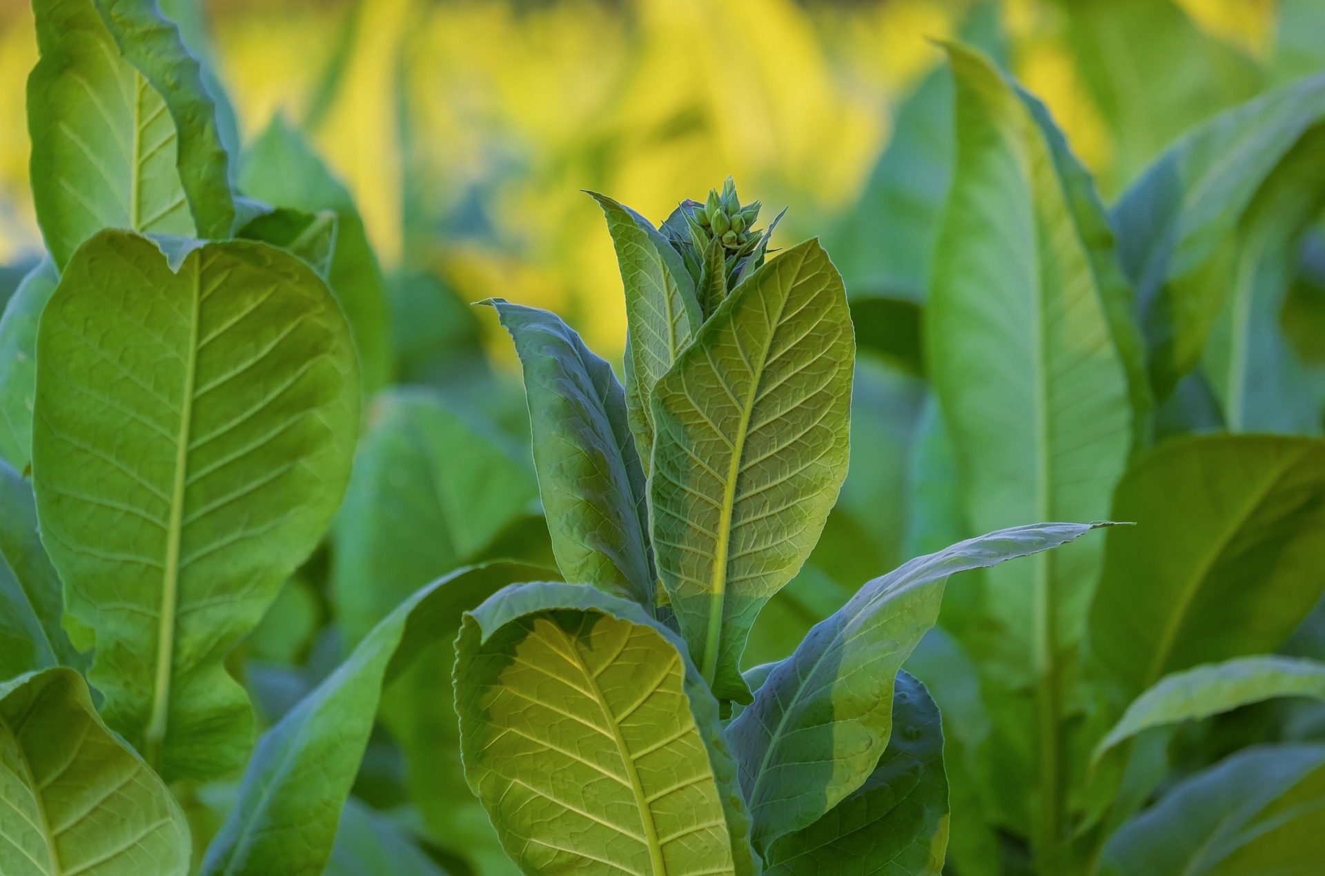 La planta del tabaco ofrece grandes ventajas al no ser una especie empleada en el uso alimentario, y por lo tanto, no dando lugar a errores de pérdida o propagación del producto. Otra ventaja es que la floración tiene lugar después de utilizar las hojas para este fin médico, así, nos podemos asegurar de que el medio ambiente estará protegido de posibles dispersiones de proteínas recombinantes que pueden causar alteraciones en la naturaleza.