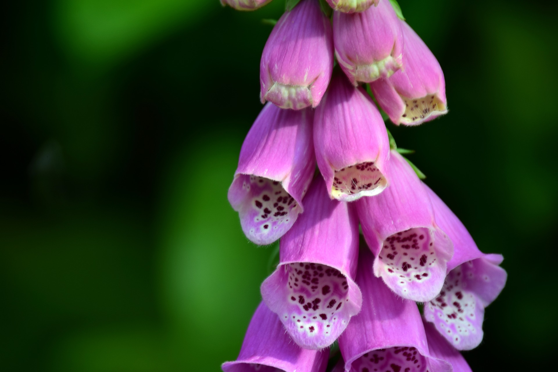 Digitalis purpurea