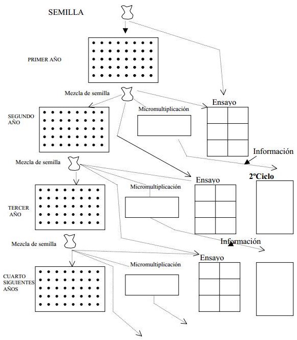 Esquema de selección masal, donde se realizan multiplicaciones comerciales anuales, y se verifica la superioridad de esta con las originales en cada ciclo. Esquema de Sánchez-Monge (1974).