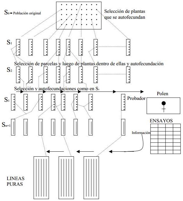 Esquema de Selección de líneas consanguíneas o puras de plantas autógamas. Esquema de Sánchez-Monge (1974).