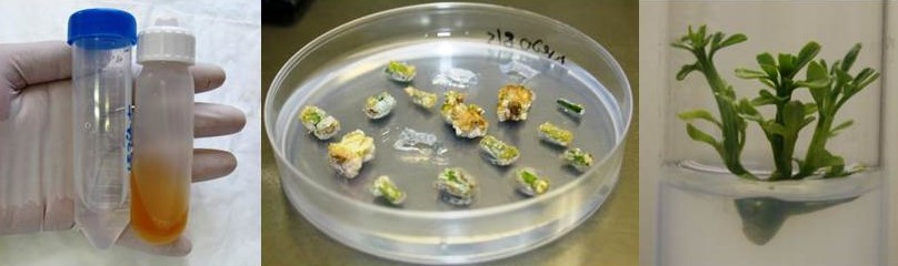 Imágenes de mi trabajo de fin de máster. Transformación de explantos de Citrange carrizo a través de la inoculación de la bacteria Agrobacterium tumefaciens EHA105, y obtención de plantas transformantes.