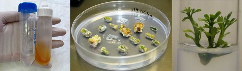 Imágenes de mi trabajo de fin de máster. Transformación de explantos de Citrange carrizo a través de la inoculación de la bacteria Agrobacterium tumefaciens EHA105, y obtención de plantas transformantes.