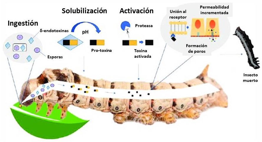 Tecnología Bt, Fernández-Chapa, D., Ramírez-Villalobos, J., & Galán-Wong, L. (2019). Toxic Potential of Bacillus thuringiensis: An Overview. In Protecting Rice Grains in the Post-Genomic Era. IntechOpen.