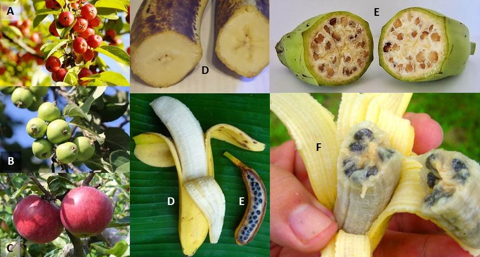 (A) Manzana silvestre (Malus sylvestris). Por Ekaterina Smirnova (B) Manzana silvestre (Malus sieversii). Por Yakov Fedorov (C) Manzana actual (Malus domesAca) Por Colin Smith (D) Plátano o banano común actual (Musa x paradisiaca). Por Angélique D’Hont. (E) Plátano o banano silvestre (Musa acuminata) por Warut Roonguthai y Angélique D’Hont (F) Plátano o banano silvestre (Musa balbisiana).