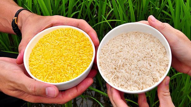 Ejemplo arroz dorado vs arroz jazmín normal. (Fuente: Jayaraman, K., Jia, H. GM phobia spreads in South Asia. Nat Biotechnol 30, 1017–1018. 2012).